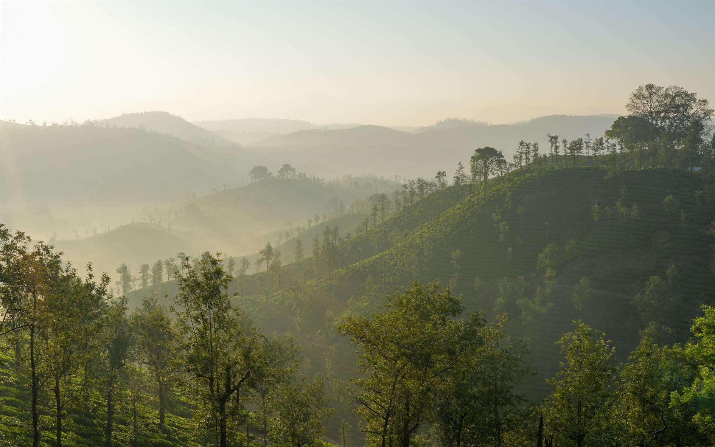 Misty hills of the Western Ghats near Coimbatore